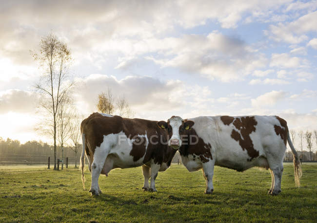 Retrato de duas vacas domésticas em pé no campo — Fotografia de Stock