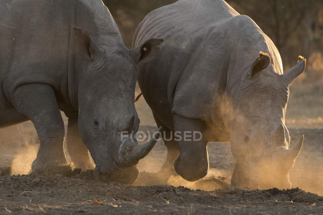 Deux rhinocéros blancs marchant dans la poussière au Kalahari, Botswana — Photo de stock