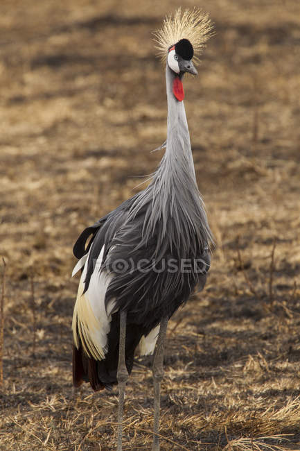 Grey (Southern) Crowned Crane, Balearica regulorum, Ngorogoro Crater, Tanzania — Stock Photo