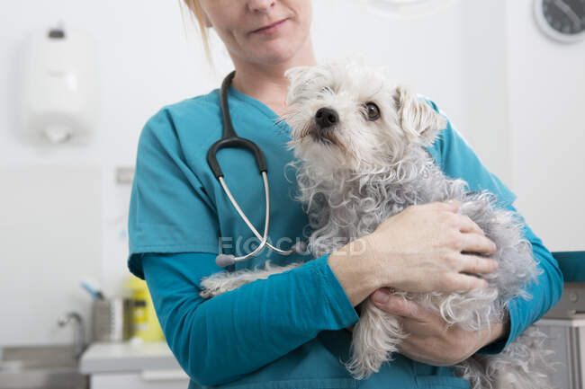 Veterinario che trasporta il barboncino cane di razza mista — Foto stock