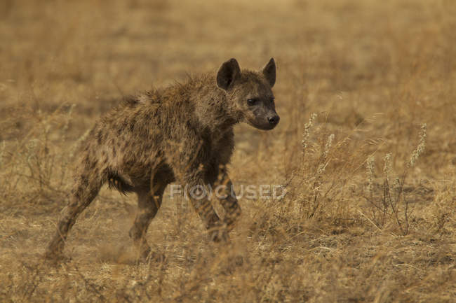 Vue latérale de hyaena tachetée marchant dans le cratère de ngorogoro, Afrique — Photo de stock