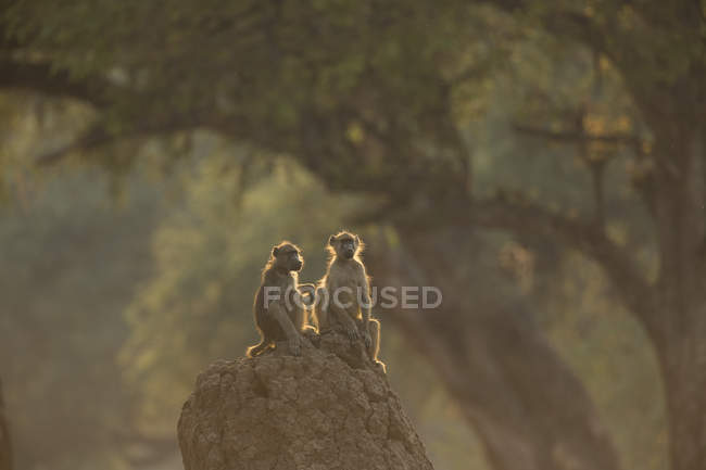 Бабуины на камне в бассейнах маны, Зимбабве — стоковое фото