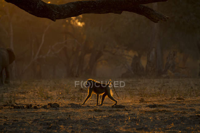 Vista lateral del babuino caminando sobre el suelo durante la puesta del sol - foto de stock