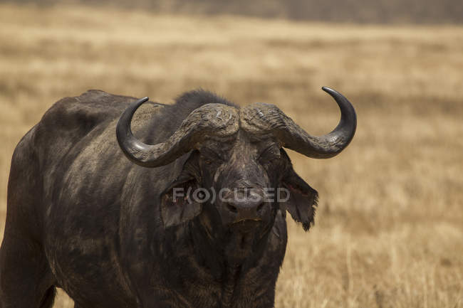 One big black buffalo looking at camera in tanzania — Stock Photo