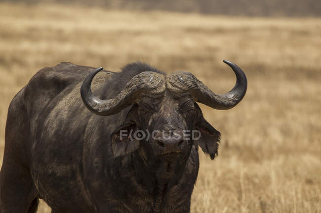 Ein großer schwarzer büffel blickt in tansania in die kamera — Stockfoto