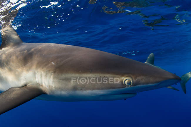 Unterwasserblick Hai, Revillagigedo, Tamaulipas, Mexiko, Nordamerika — Stockfoto