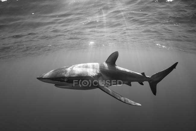 Vue sous-marine du requin, Revillagigedo, Tamaulipas, Mexique, Amérique du Nord — Photo de stock