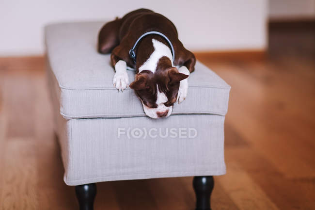 Boston terrier dog relaxing on foot stool — Stock Photo