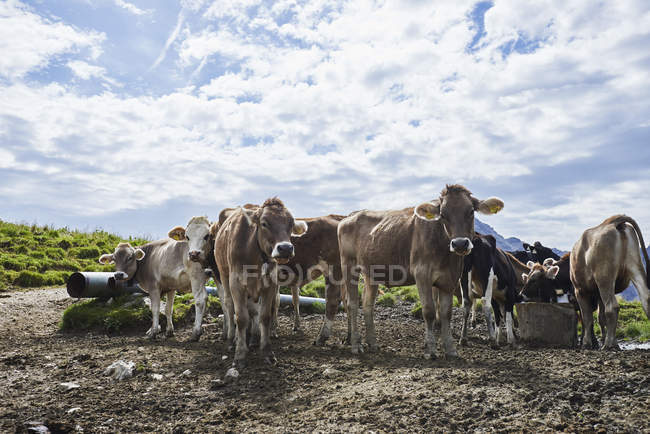 Hermoso rebaño de vacas en las montañas de Tannheim, Tirol, Austria - foto de stock