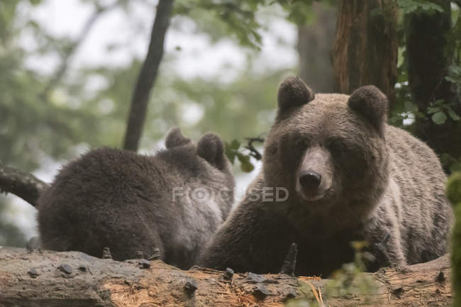 Ursos pardos europeus na floresta, parque regional de notranjska, slovenia — Fotografia de Stock