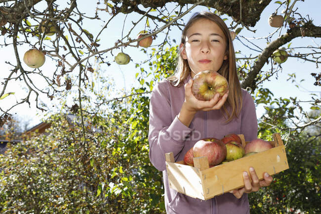 Jovencita sosteniendo caja de manzanas recién recogidas - foto de stock