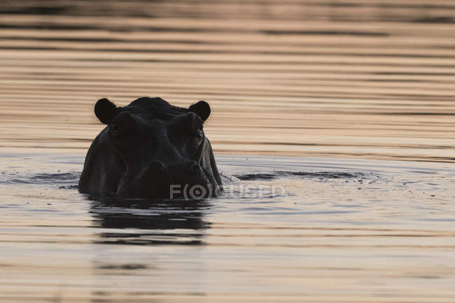 Ippopotamo che emerge dall'acqua nel fiume Kwai al crepuscolo, delta dell'Okavango, Botswana — Foto stock