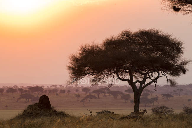 Hartebeest, Alcelaphus buselaphus, Tarangire Nationalpark, Tansania — Stockfoto