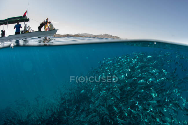 Scuola di jack fish nuoto vicino barca sulla superficie dell'acqua, Cabo San Lucas, Baja California Sur, Messico, Nord America — Foto stock