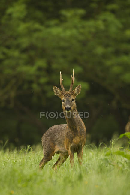 Portrait of Roe Deer in rural setting — Stock Photo