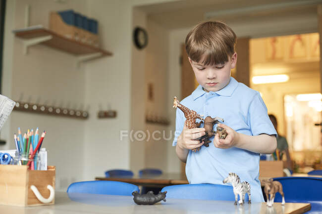 Primary schoolboy looking at plastic toy animals in classroom — Stock Photo