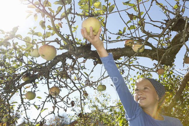 Дівчинка збирає яблуко з дерева. — стокове фото