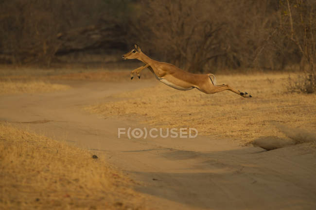 Vista lateral del hermoso impala saltando por encima de la carretera en piscinas de maná - foto de stock