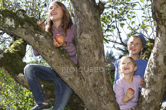 Троє дівчат збирають яблука з дерева. — стокове фото