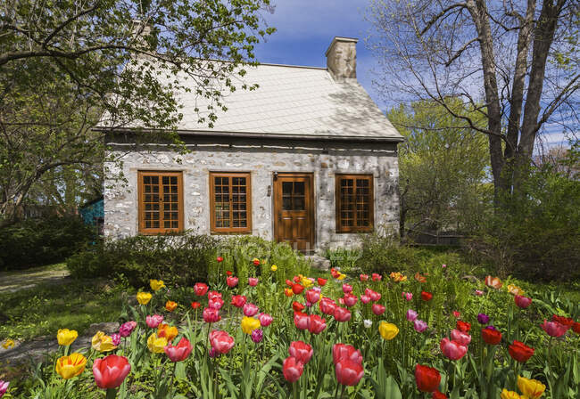 Канадский стиль fieldstone дом, фасад, с коричневыми окрашенными деревянными окнами и дверью, тюльпаны растут в саду, Квебек, Канада — стоковое фото
