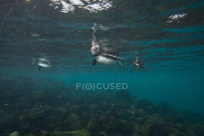 Pinguins de Galápagos caçam sardinhas, Seymour, Galápagos, Equador — Fotografia de Stock