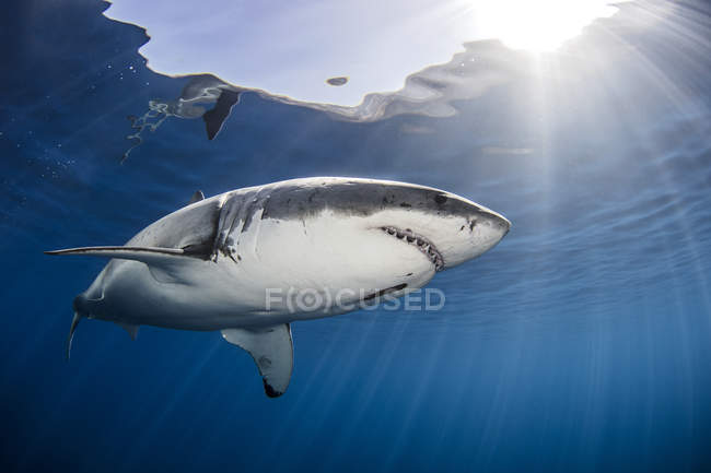 Shark swimming in sea under sunrays — Stock Photo