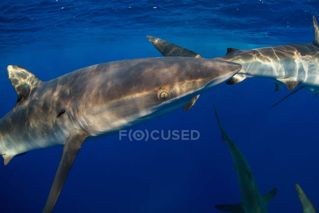 Підводний подання акули, Revillagigedo, Тамауліпас, Мексика, Північна Америка — стокове фото