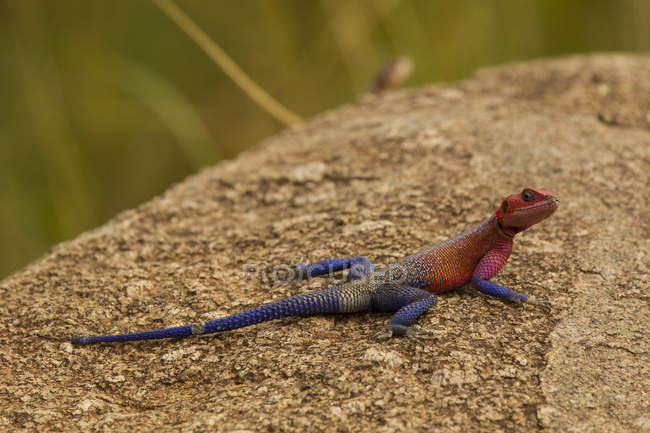 Ящірка, рок Agama, Agama mwanzae, Національний Парк Серенгеті, Танзанія — стокове фото