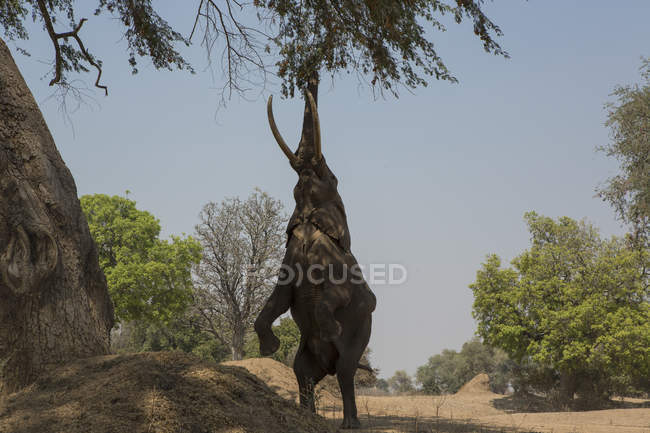 Африканский слон ест листья деревьев в бассейнах с маной Зимбабве — стоковое фото