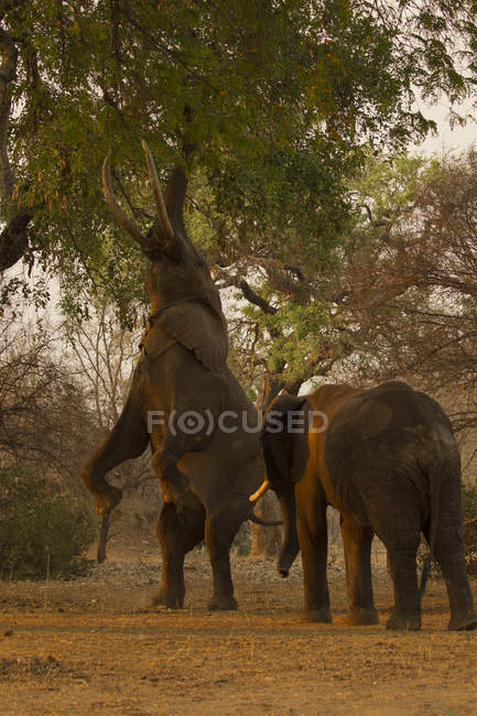 Elefante chegando ramo com tronco, piscinas nana parque nacional, zimbabwe — Fotografia de Stock