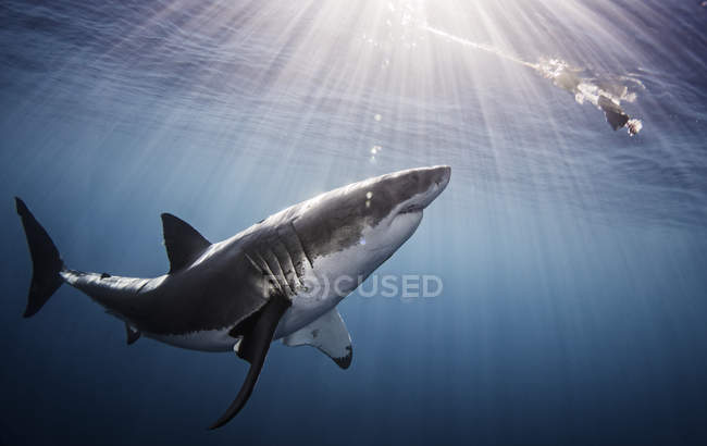 Shark swimming in sea under sunrays — Stock Photo