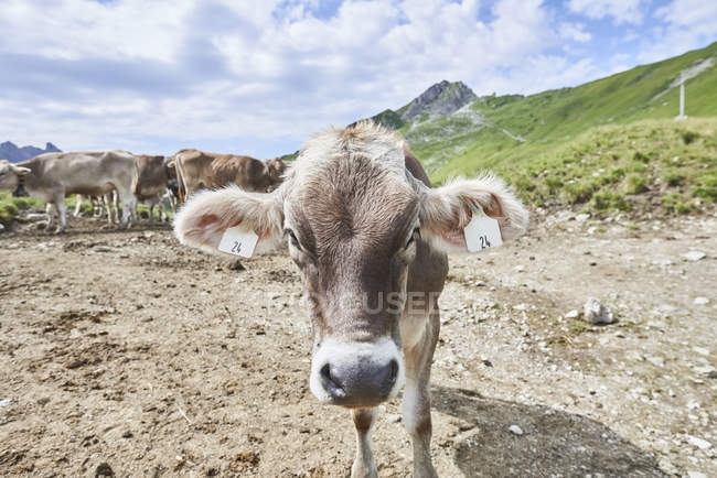 Retrato de vaca com etiqueta de orelha em montanhas Tannheim, Tirol, Áustria — Fotografia de Stock