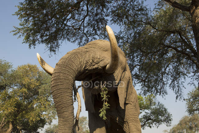 Низкий угол обзора африканского слона, поедающего листья с ветки дерева, Зимбабве — стоковое фото