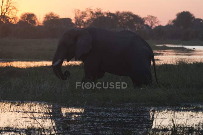Вид сбоку на прогулку африканского слона на закате в районе заповедника Квай, дельта Окаванго, Ботсвана — стоковое фото