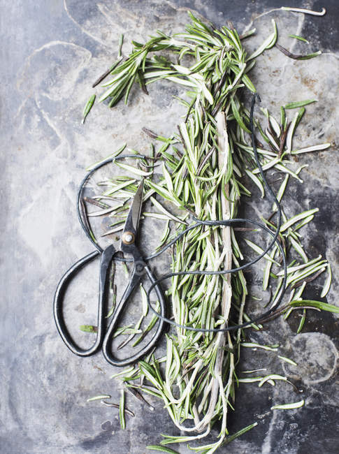Top view of Rosemary and scissors on grey marble table — Stock Photo