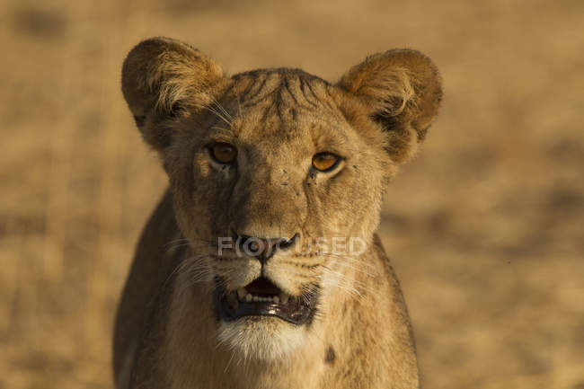Portrait of one beautiful lioness, tarangire national park, tanzania — Stock Photo