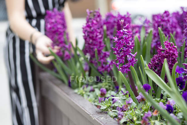 Mid section of young woman's hand touching purple hyacinth in planter — Stock Photo