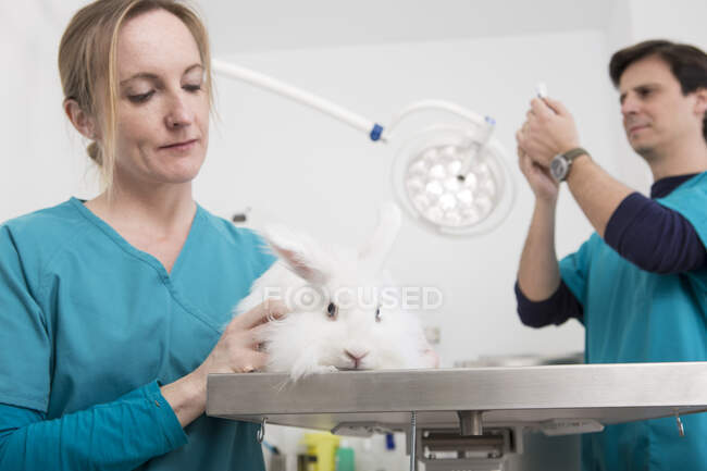Ветеринары проводят обследование зубов ангорского кролика — стоковое фото
