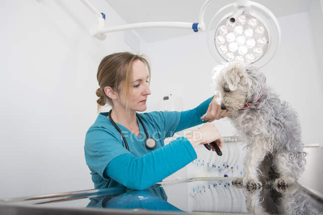 Veterinario tagliando unghie di cane di razza mista barboncino terrier — Foto stock