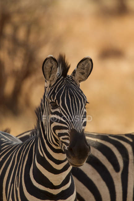 Bela zebra olhando para a câmera no fundo marrom desfocado, tarangire, tanzânia — Fotografia de Stock