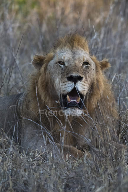 Um leão macho rugindo e deitado na grama em Tsavo, Quênia — Fotografia de Stock