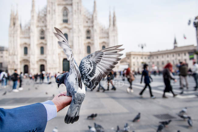 Чоловік годує голубів руками на площі — стокове фото