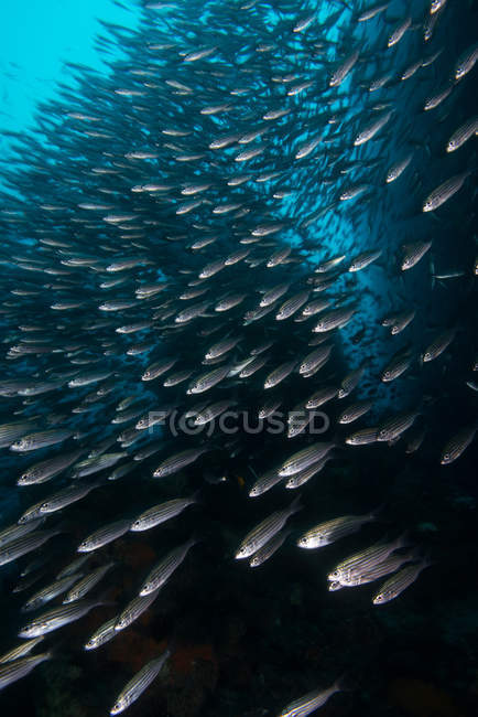 Shoal de sardinhas, Seymour, Galápagos, Equador, América do Sul — Fotografia de Stock