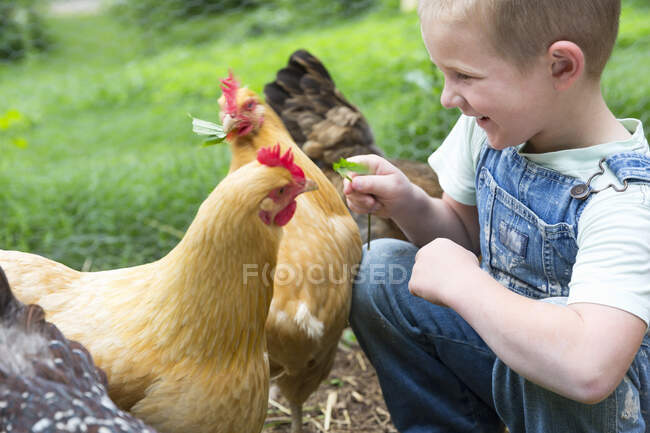 Boy feeding golden campine hen — Stock Photo