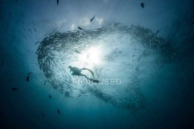 Подводный вид аквалангиста, плавающего среди рыб в синем море, Нижняя Калифорния, Мексика — стоковое фото