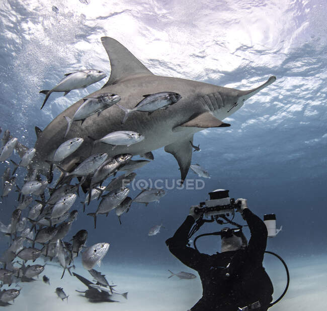 Подводный вид дайвера, фотографирующего акулу-молот с морского дна, Бейли Таун, Бимини, Багамы — стоковое фото