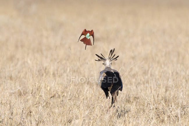 Secretario Bird, Sagittarius serpentarius, en busca de comida, seguido por el abejero carmín, Merops rubicus, Tsavo, Kenya - foto de stock