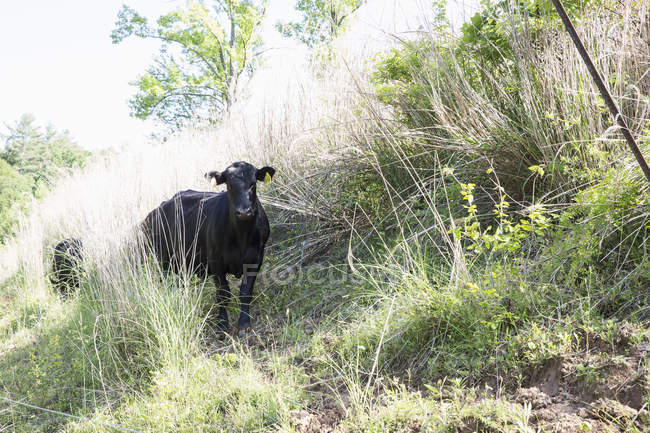 Retrato de bovinos aberdeen angus en granja ecológica de criadero libre - foto de stock