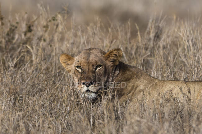 Une lionne marchant sur l'herbe sèche et regardant loin à Tsavo, Kenya — Photo de stock