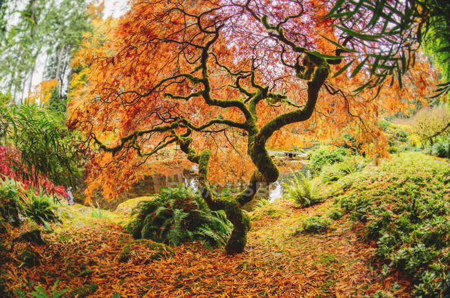 Rural scene of autumn forest with colorful trees, Bainbridge, Washington, USA — Stock Photo